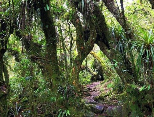 Sentier moussu traversant la forêt dense de Bélouve à La Réunion
