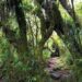 Sentier moussu traversant la forêt dense de Bélouve à La Réunion