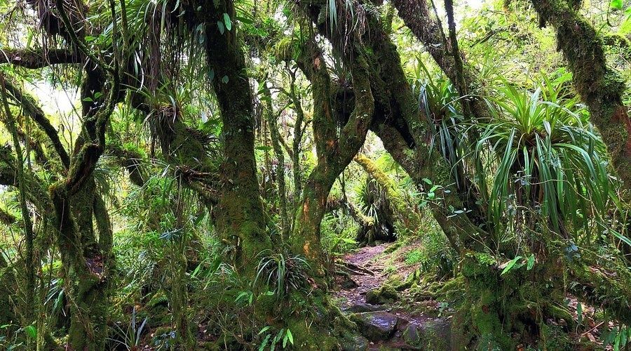 Sentier moussu traversant la forêt dense de Bélouve à La Réunion